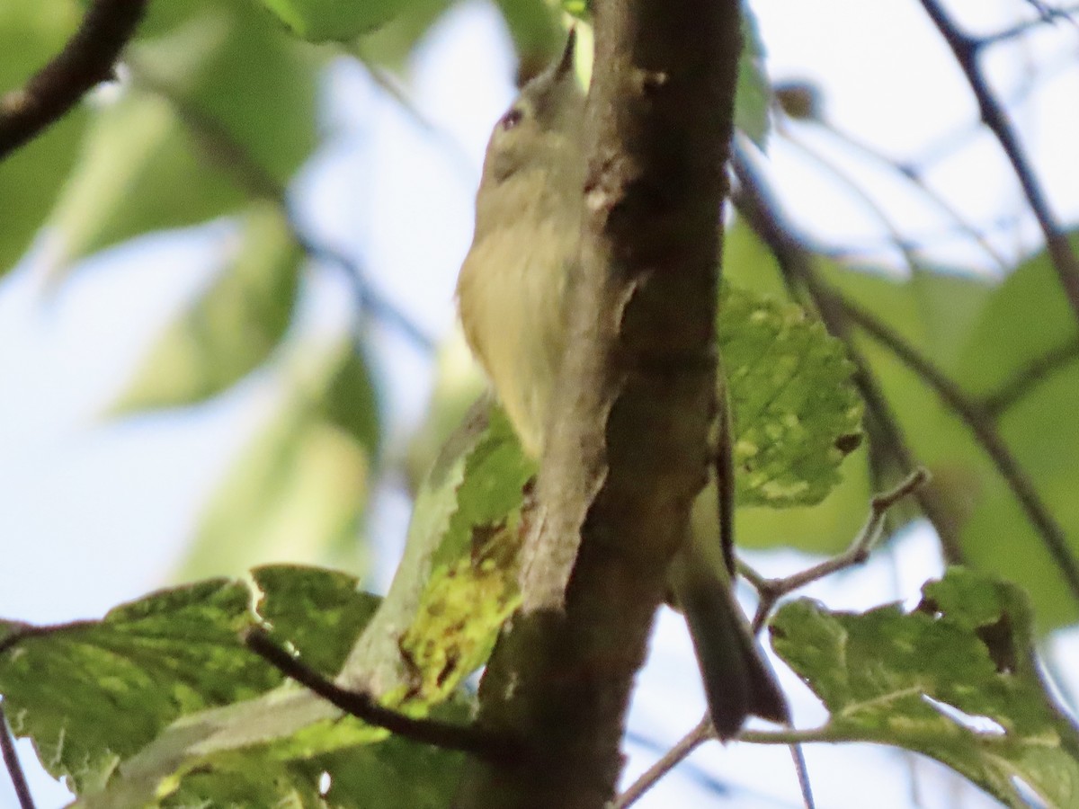 Ruby-crowned Kinglet - ML643153249