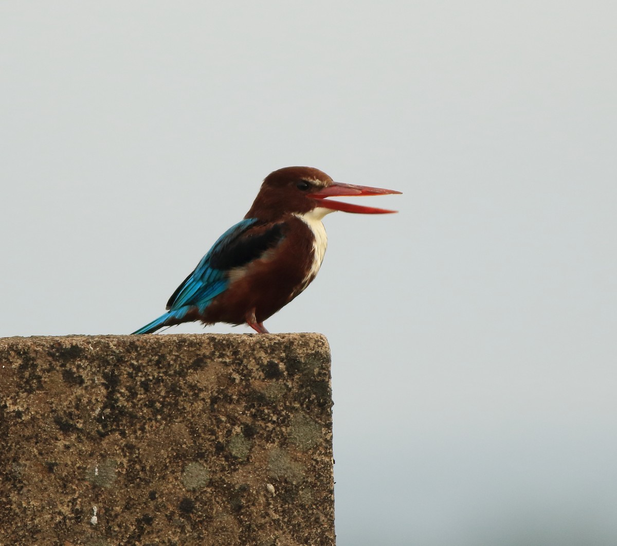 White-throated Kingfisher - ML643153251