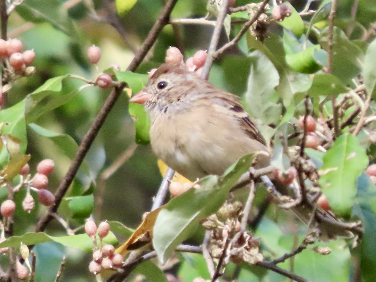 Field Sparrow - ML643153272