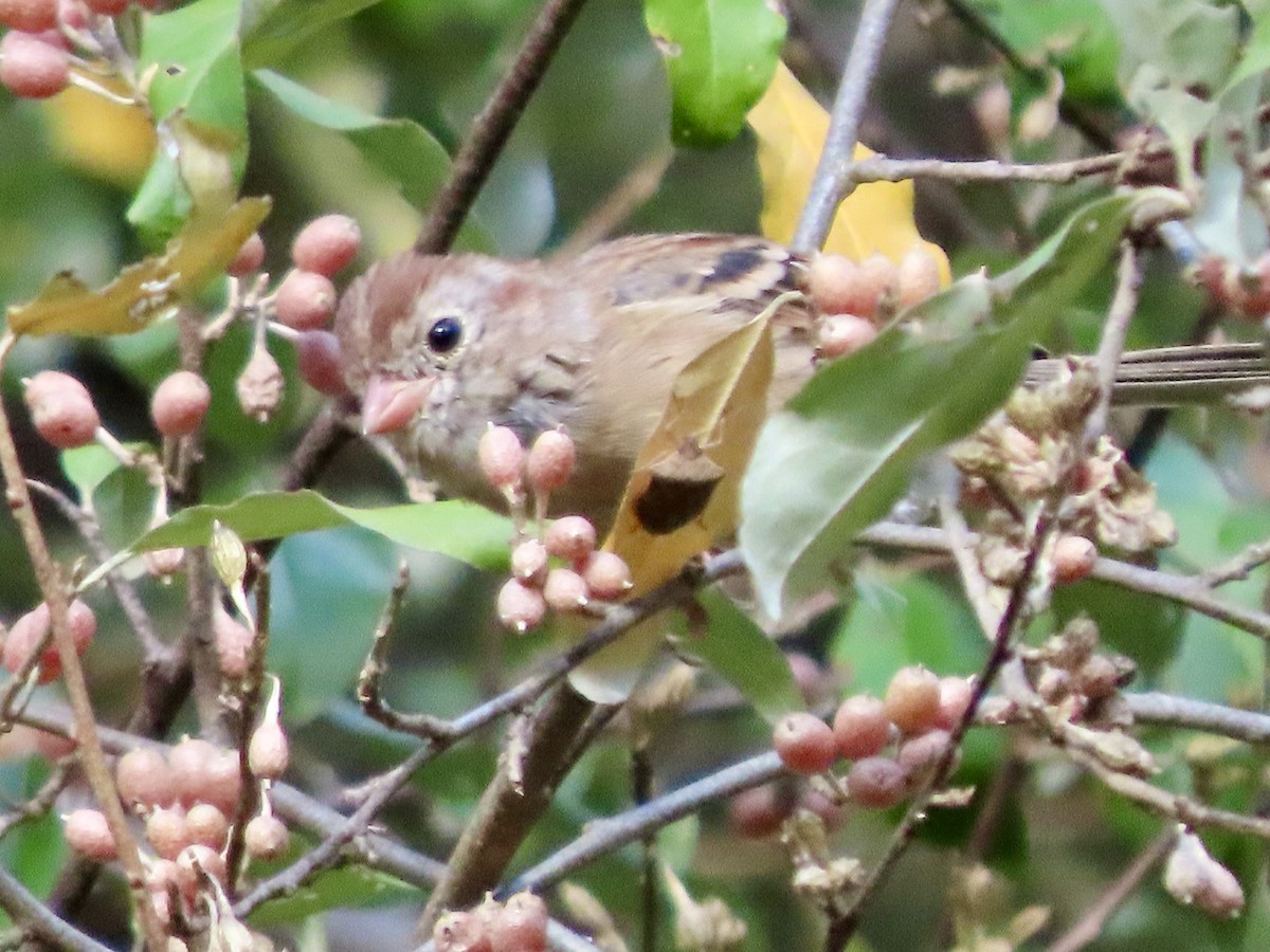 Field Sparrow - ML643153273
