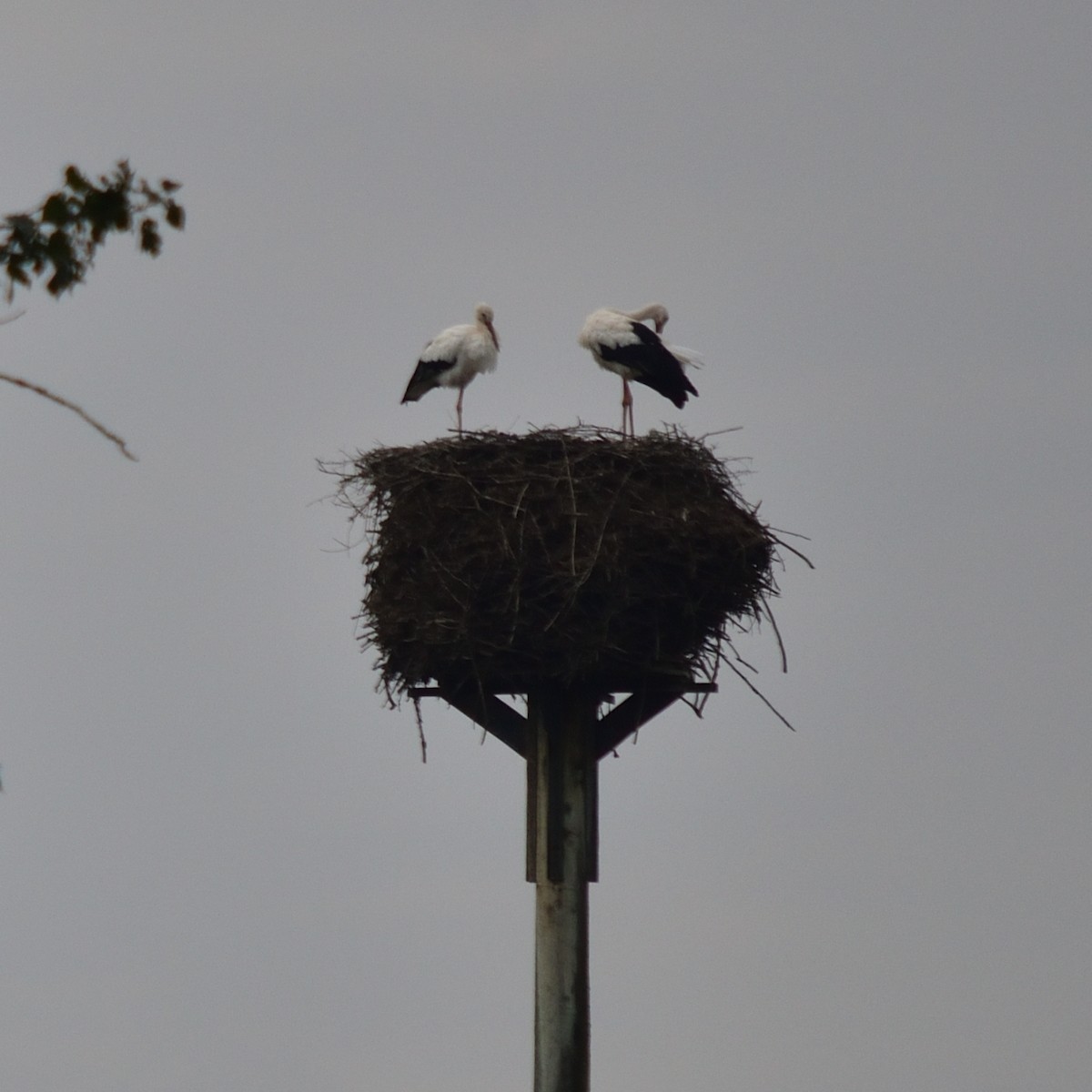 White Stork - ML643153274