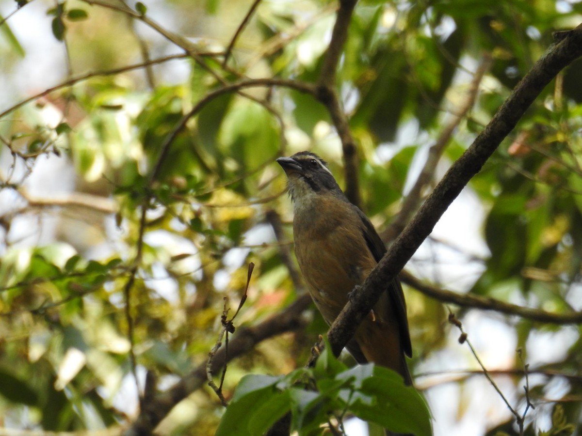 Green-winged Saltator - ML643153275