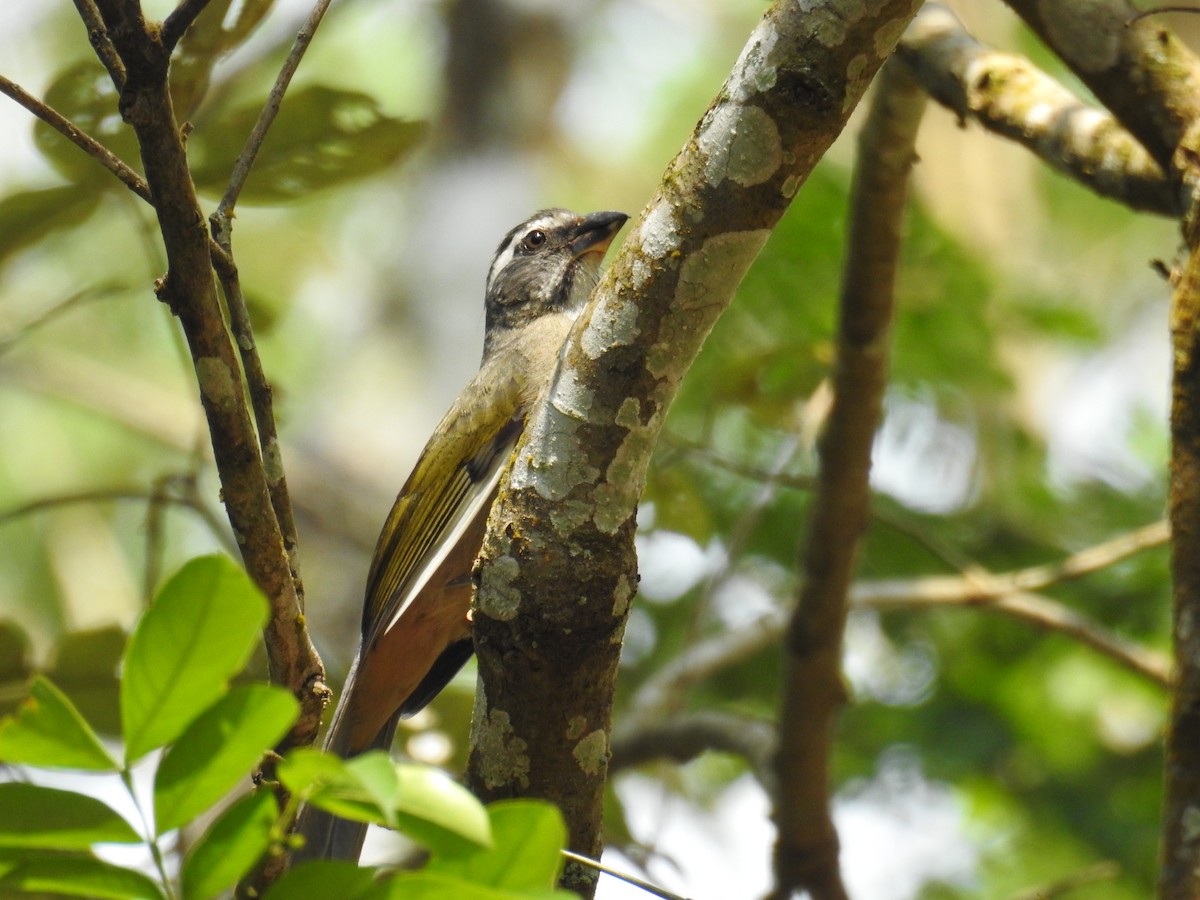 Green-winged Saltator - ML643153276