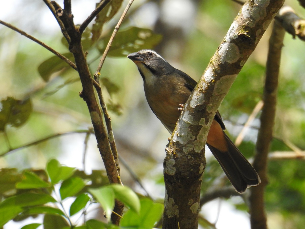 Green-winged Saltator - ML643153277