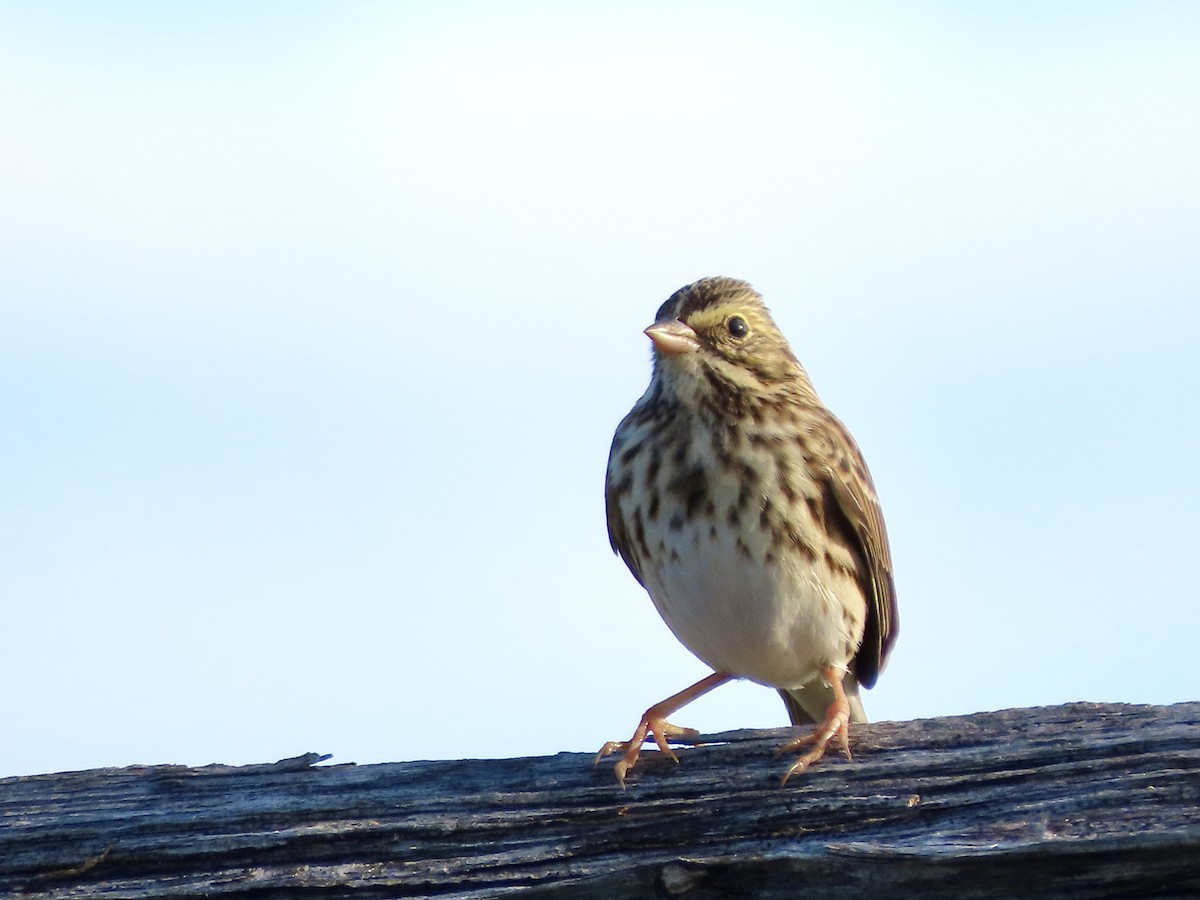 Savannah Sparrow - ML643153281