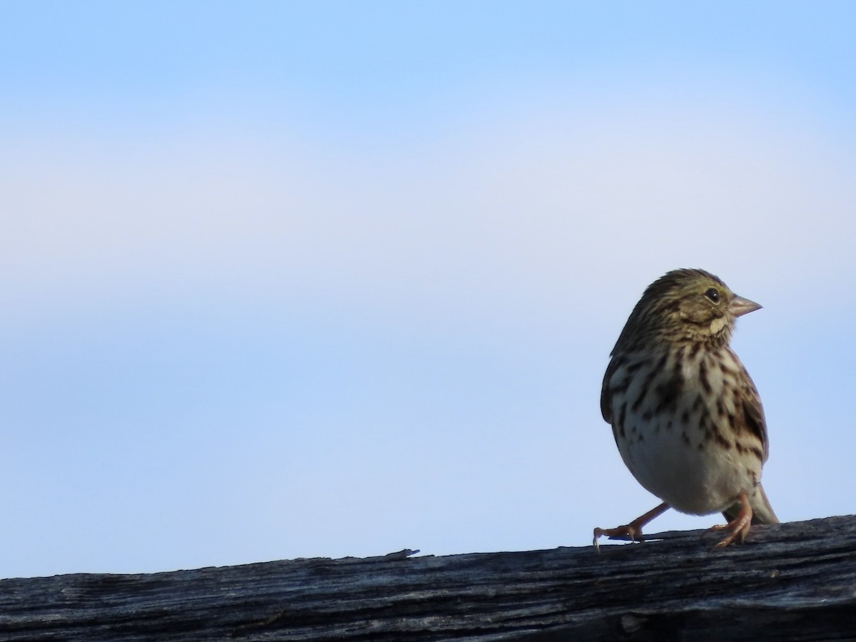 Savannah Sparrow - ML643153282