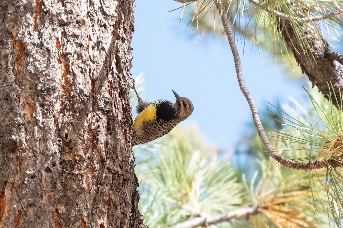 Williamson's Sapsucker - ML643153289