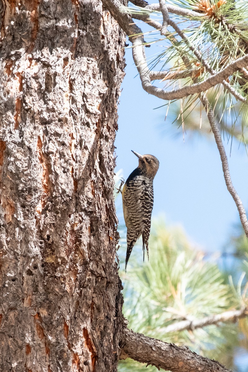 Williamson's Sapsucker - ML643153290