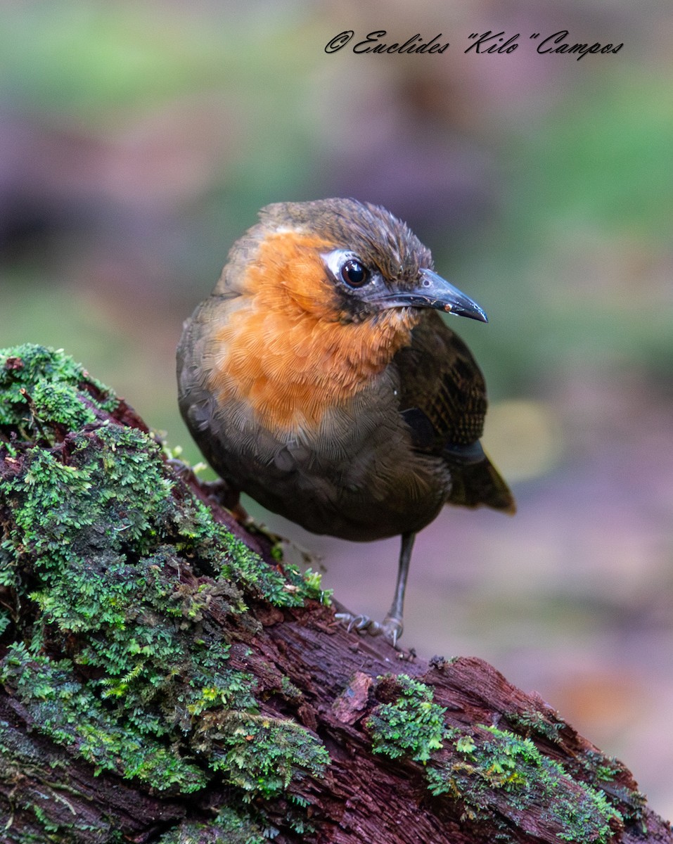 Song Wren - ML643153292