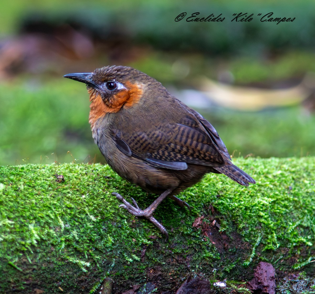 Song Wren - ML643153293