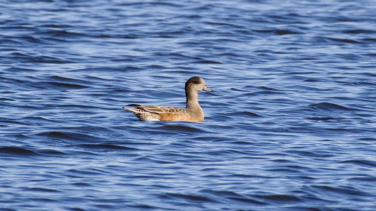 American Wigeon - ML643153296