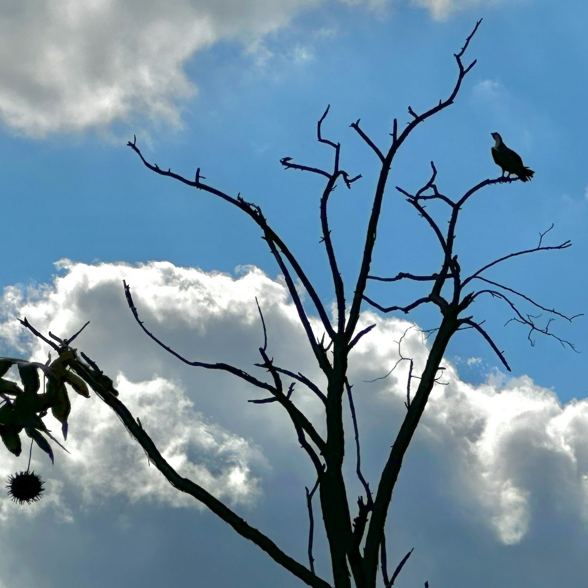 Osprey (American) - ML643153302