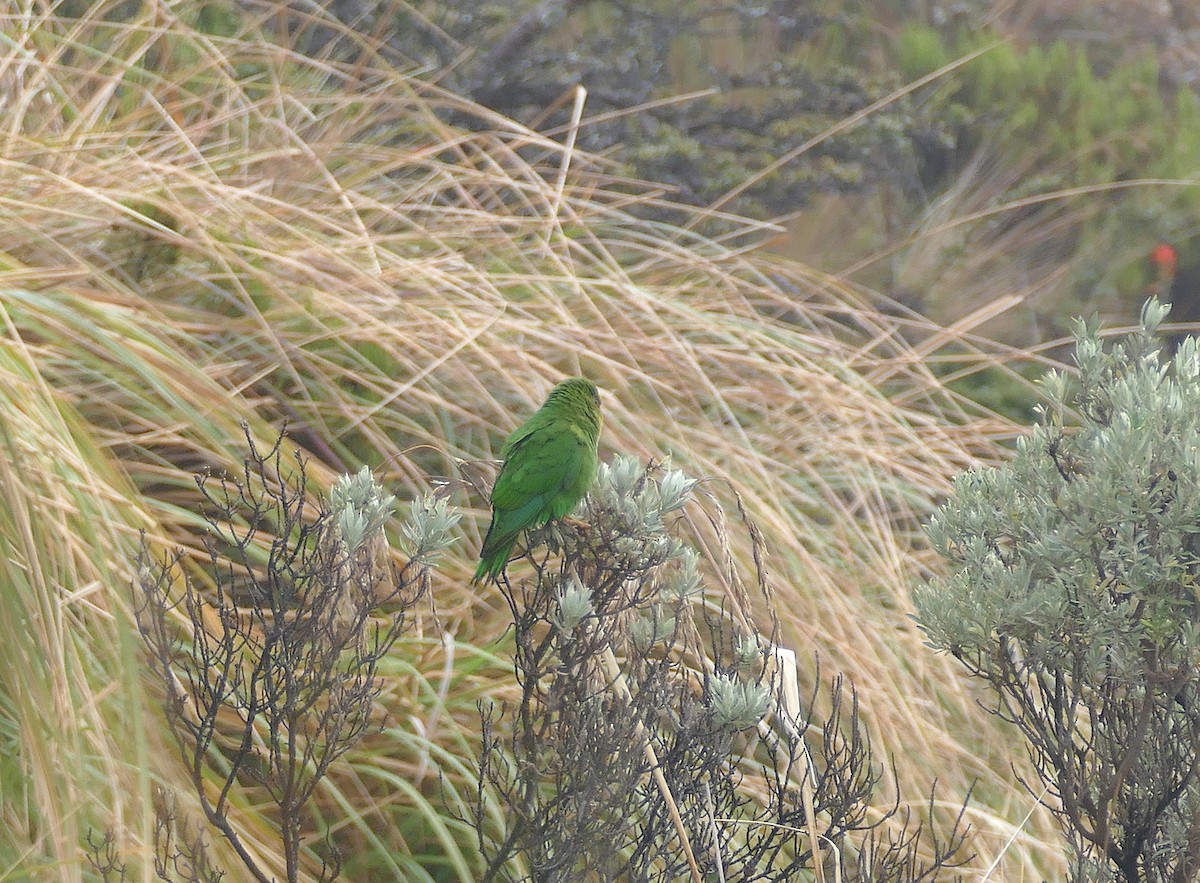 Rufous-fronted Parakeet - ML643153303