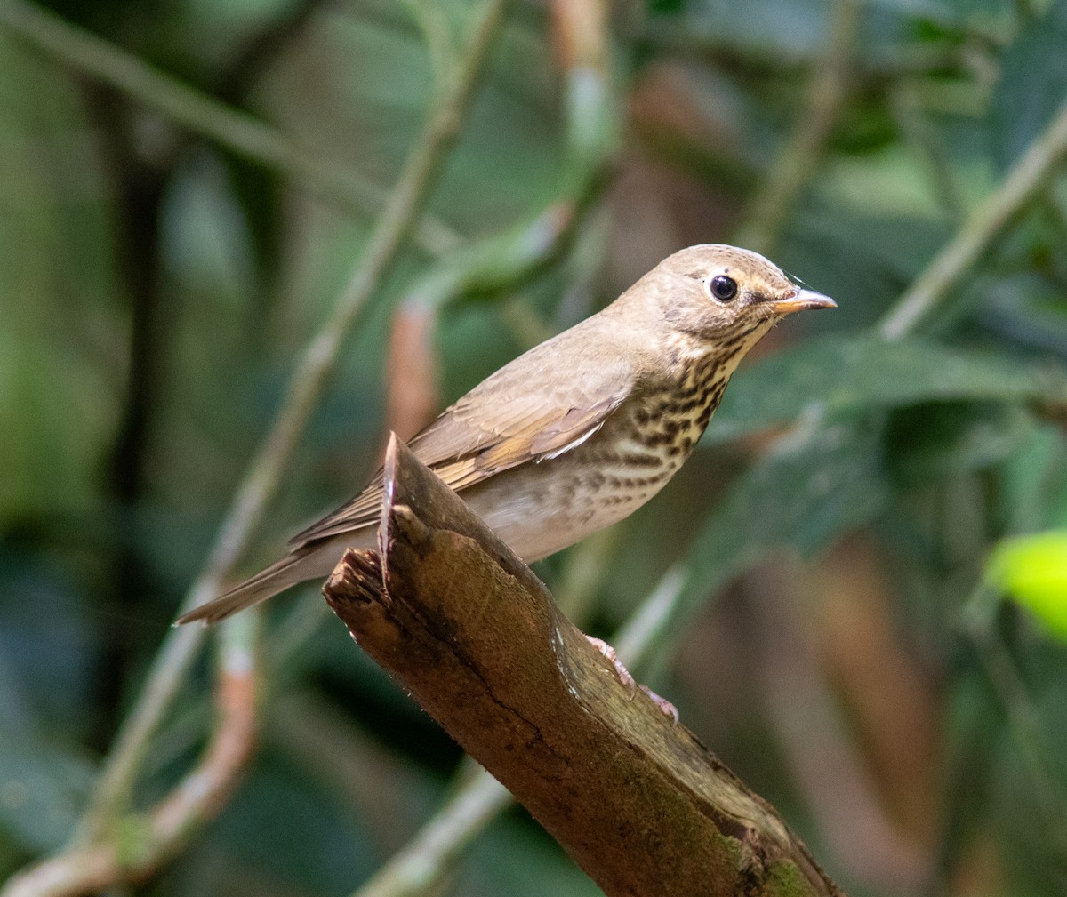 Swainson's Thrush (Olive-backed) - ML643153306