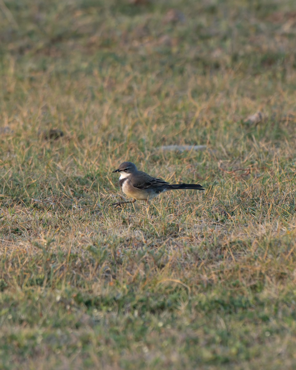 Cape Wagtail - ML643153311