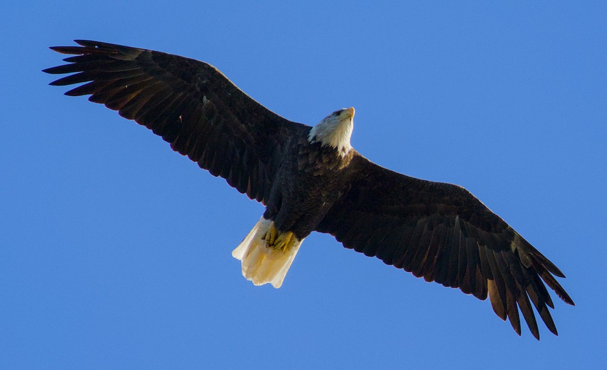 Bald Eagle - ML643153313