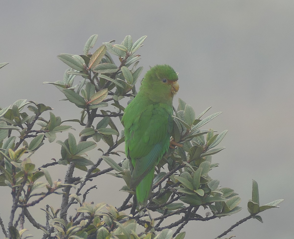 Rufous-fronted Parakeet - ML643153315