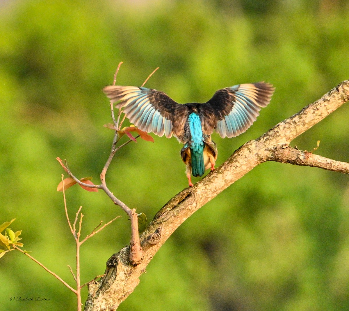 Brown-hooded Kingfisher - ML643153323