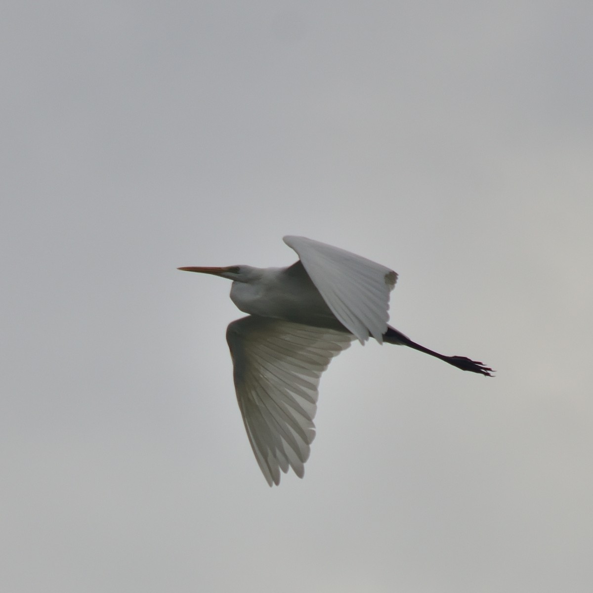 Great Egret - ML643153336