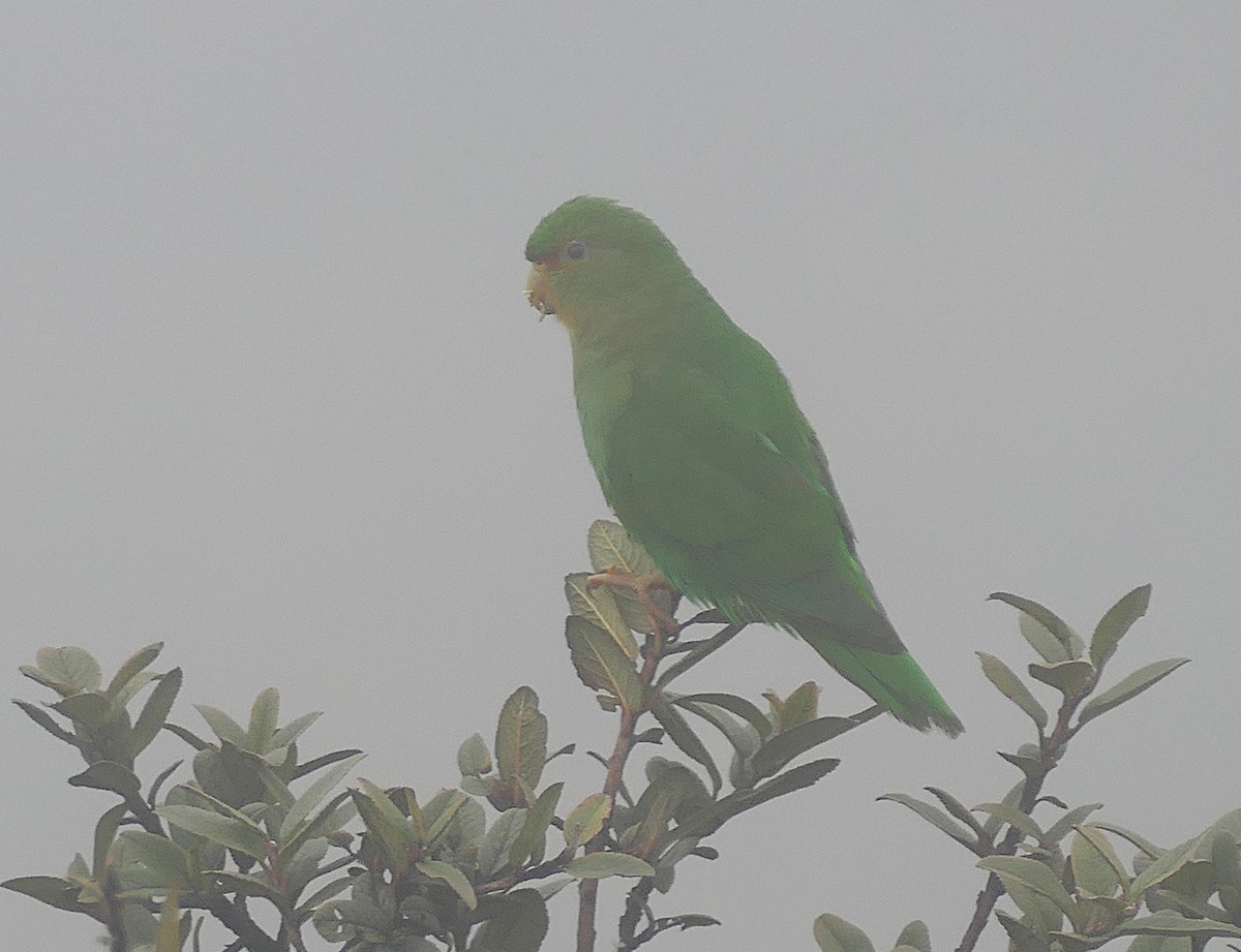 Rufous-fronted Parakeet - ML643153338