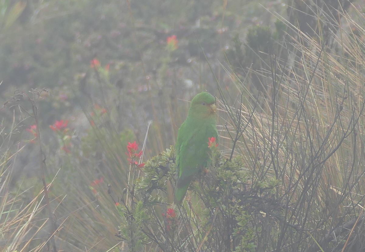 Rufous-fronted Parakeet - ML643153339