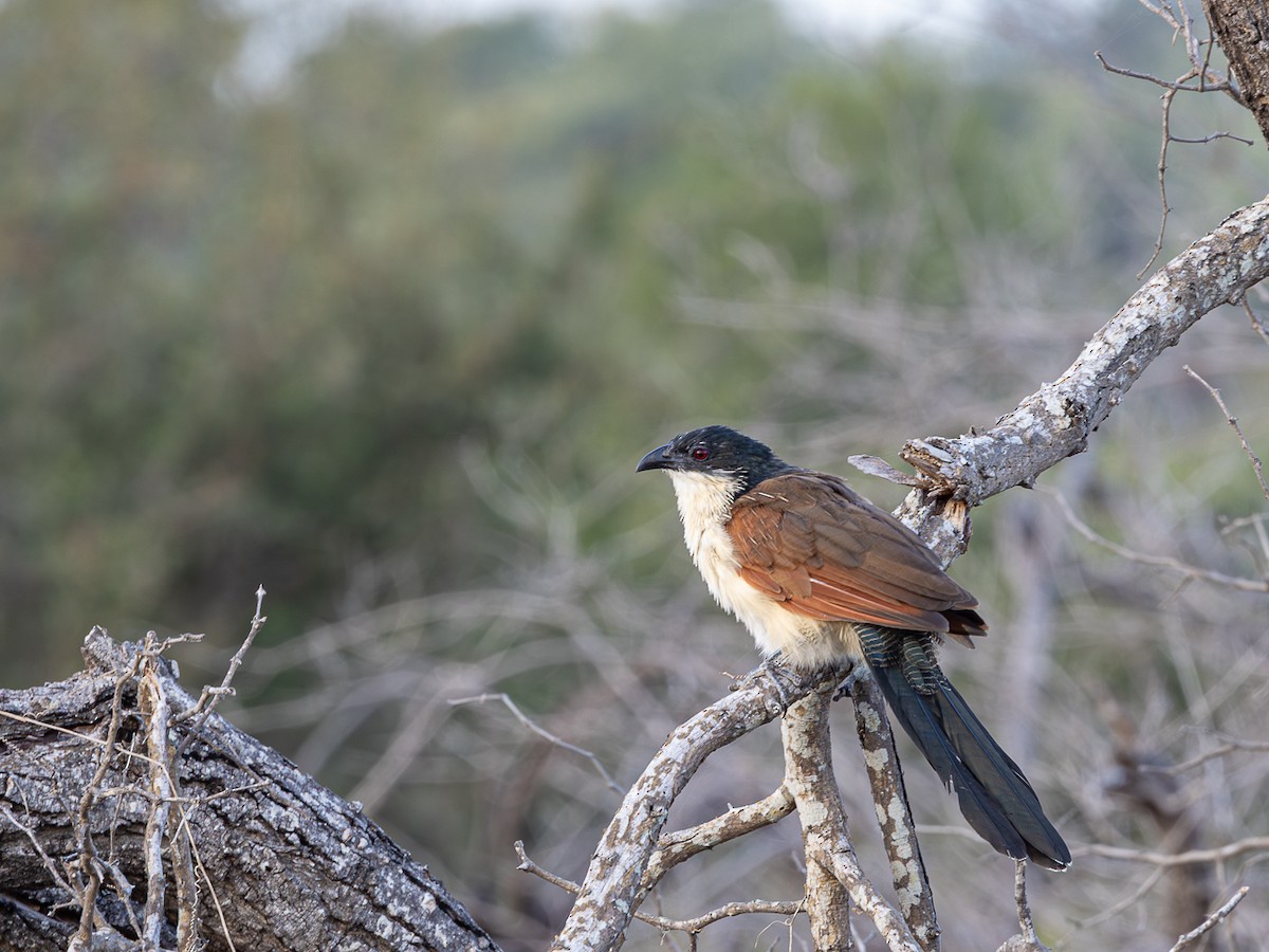 Burchell's Coucal - ML643153348