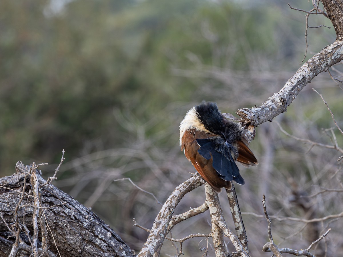 Burchell's Coucal - ML643153350