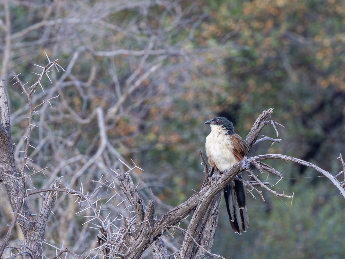 Burchell's Coucal - ML643153353