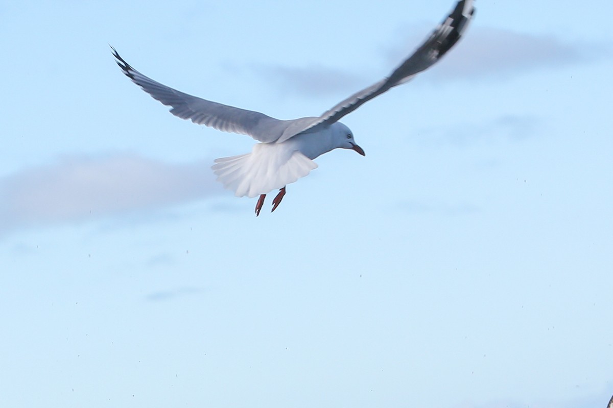 Silver Gull - ML643153369