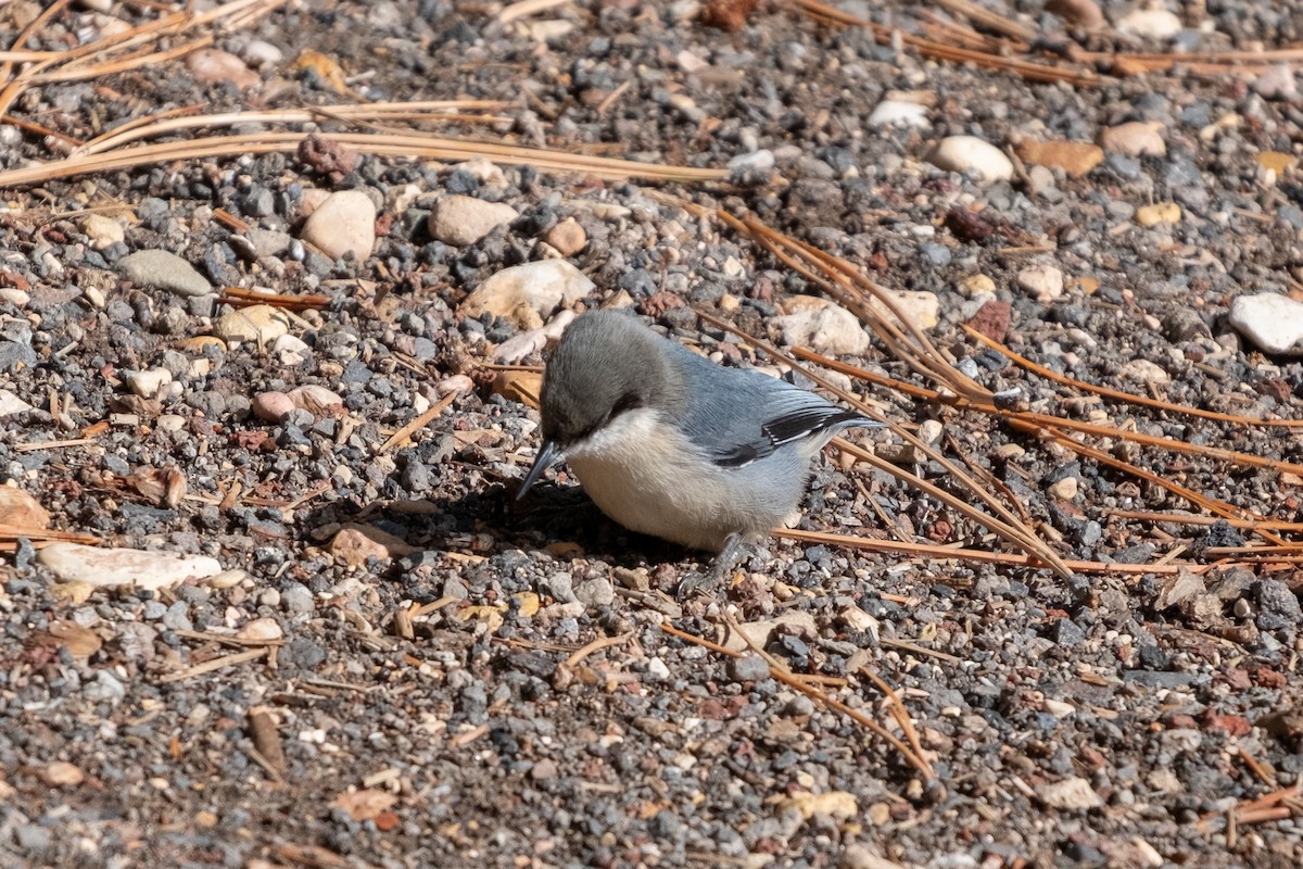 Pygmy Nuthatch - ML643153371
