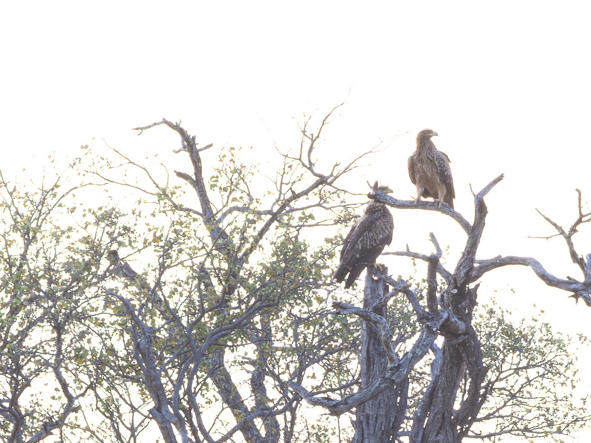 Tawny Eagle - ML643153374