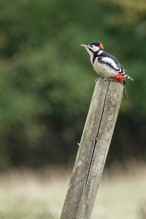 Большой пёстрый дятел - ML643153376