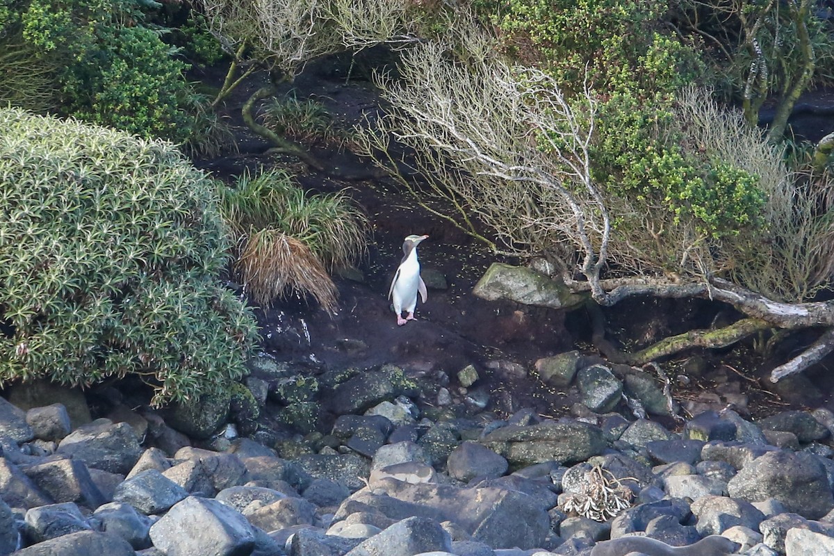 Yellow-eyed Penguin - ML643153380
