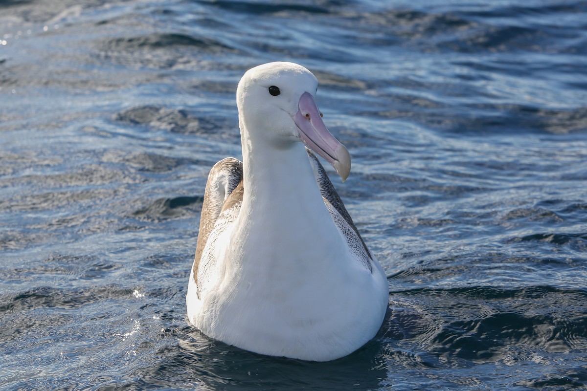 Southern Royal Albatross - ML643153384