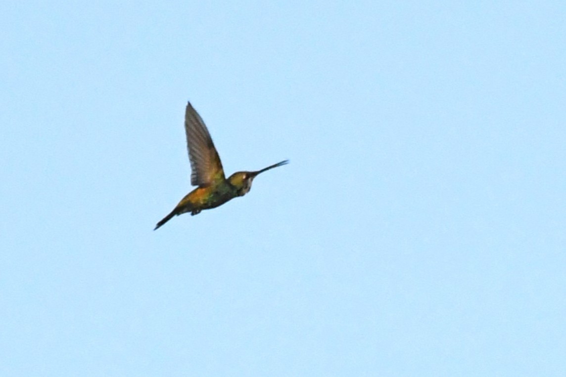 Blue-tufted Starthroat - ML643153386
