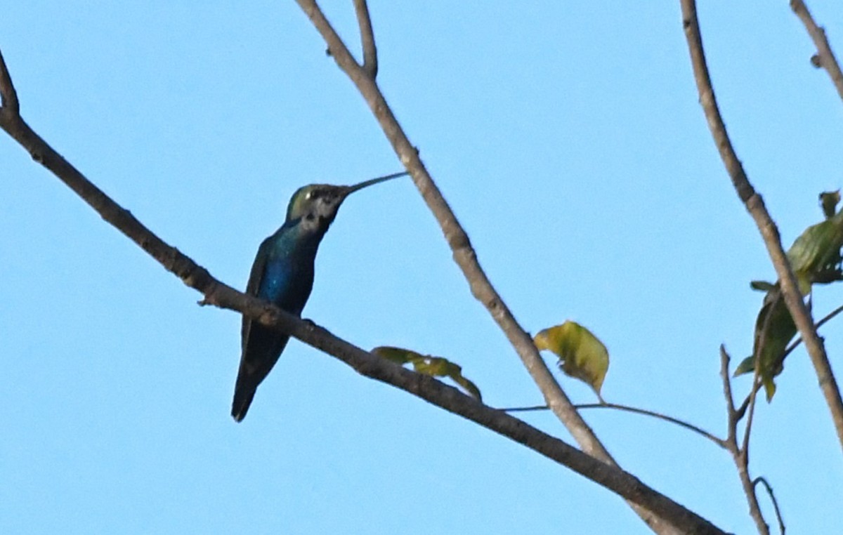 Blue-tufted Starthroat - ML643153387