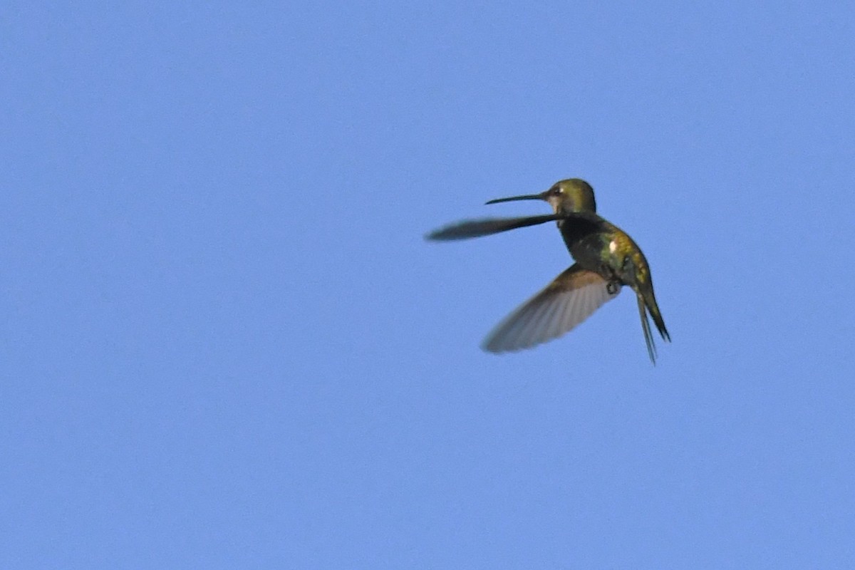 Blue-tufted Starthroat - ML643153388