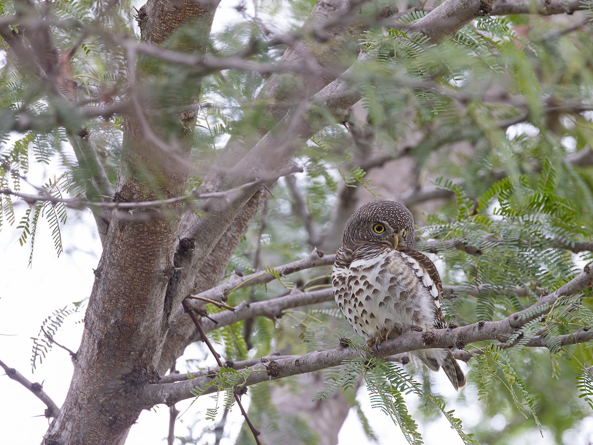 African Barred Owlet - ML643153391
