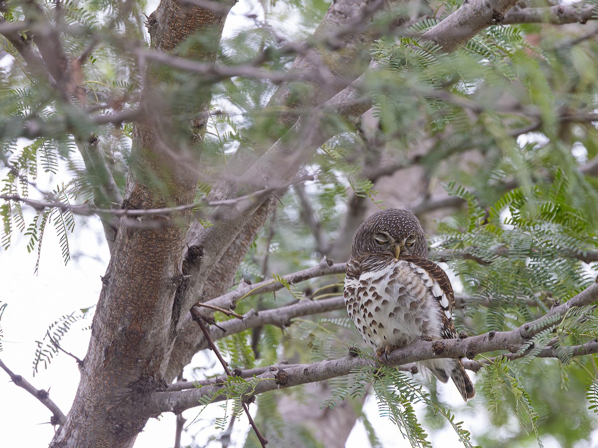 African Barred Owlet - ML643153394