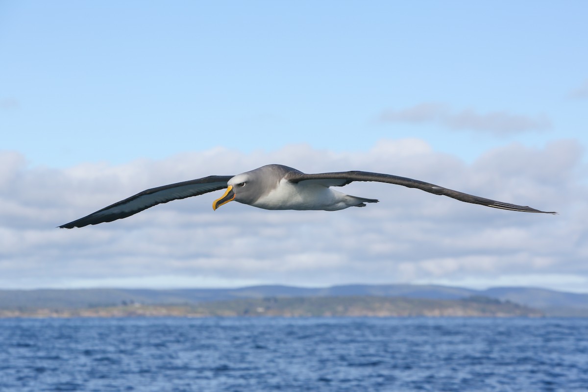 Buller's Albatross - ML643153414