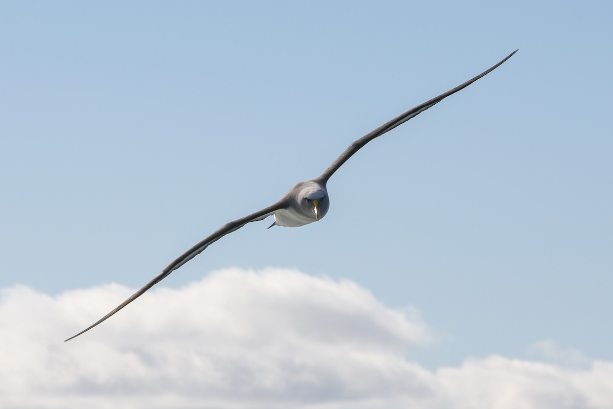 Buller's Albatross - ML643153415