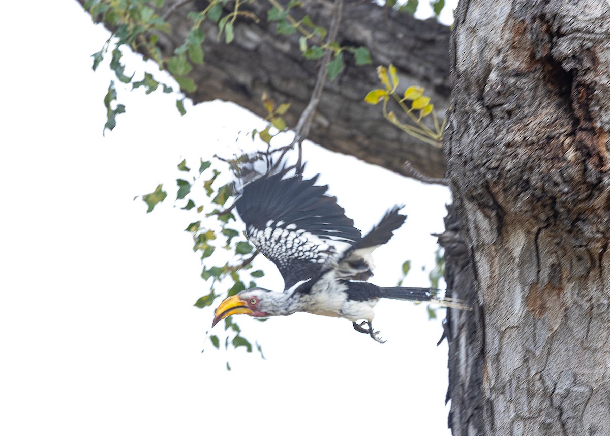 Southern Yellow-billed Hornbill - ML643153416