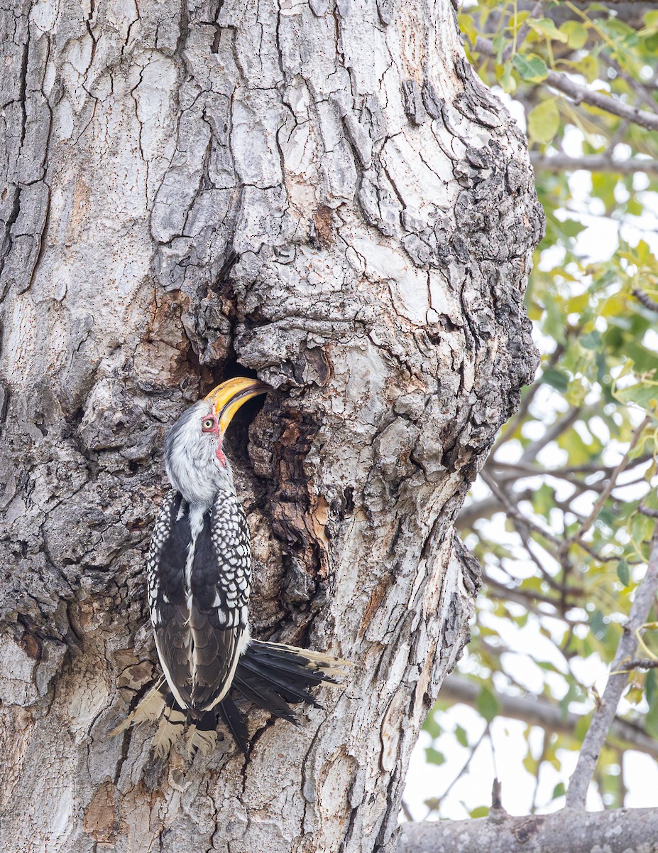 Southern Yellow-billed Hornbill - ML643153417