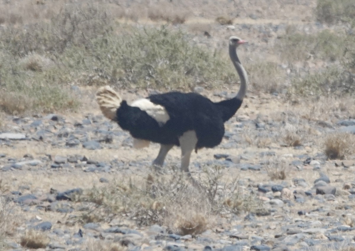 Common Ostrich - ML643153418