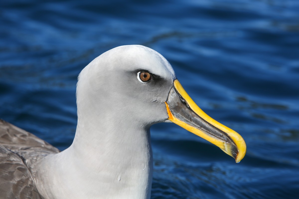 Buller's Albatross - ML643153420