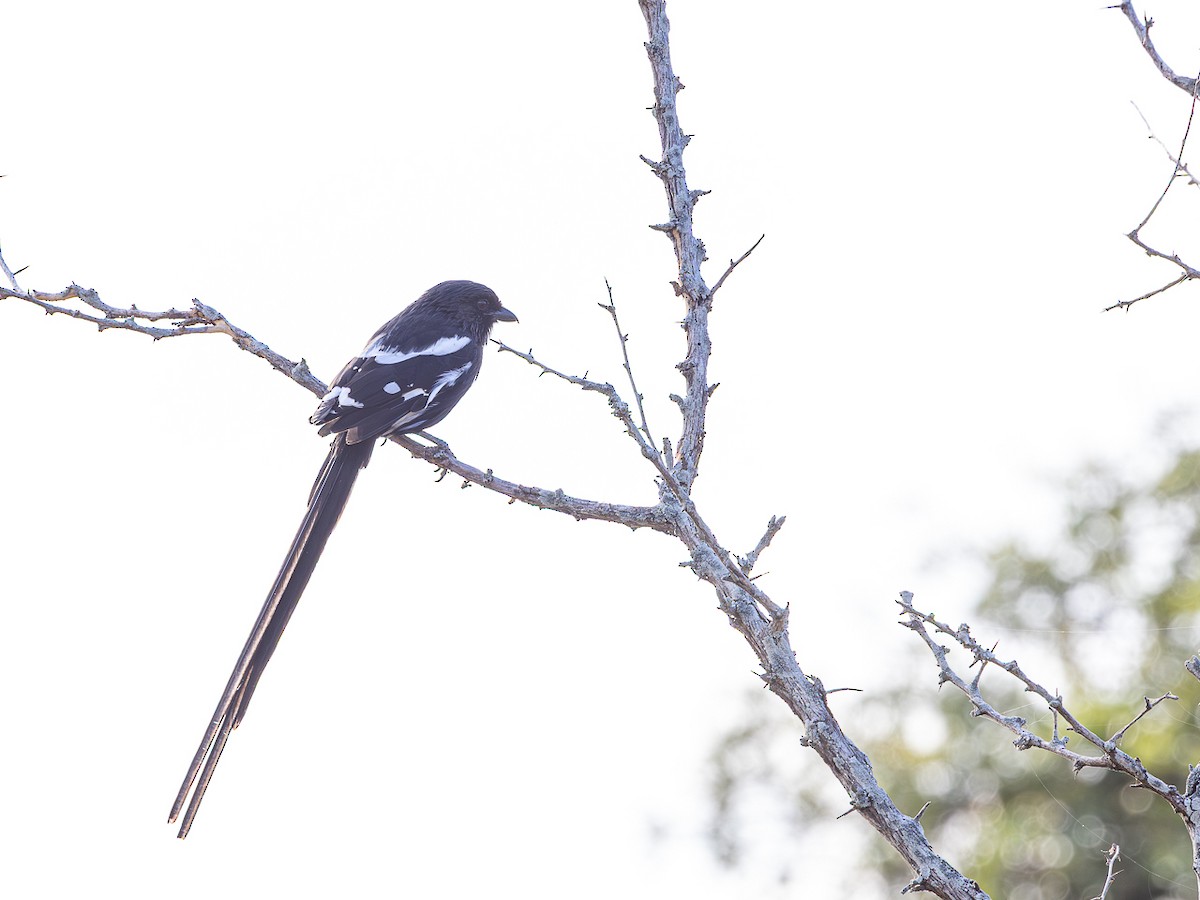 Magpie Shrike - ML643153428