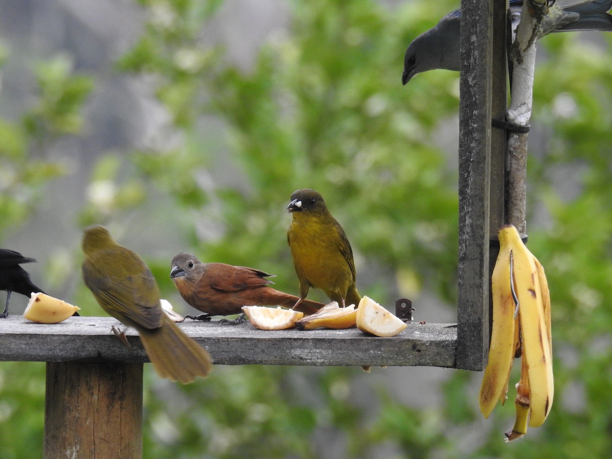 Olive-green Tanager - ML643153430