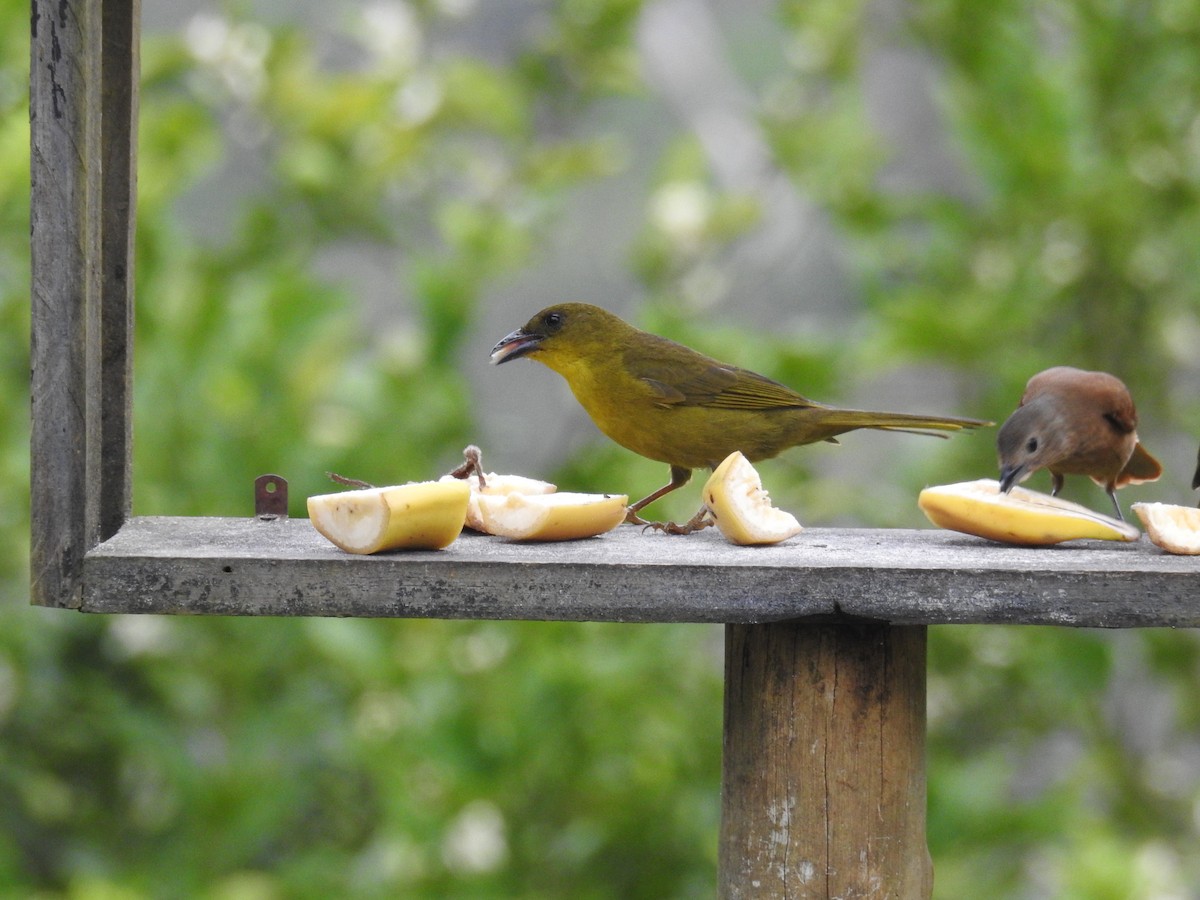 Olive-green Tanager - ML643153431