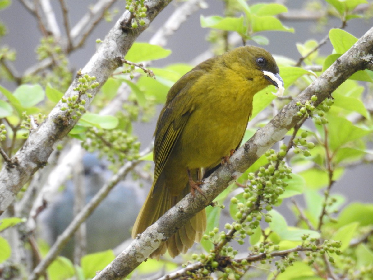 Olive-green Tanager - ML643153432