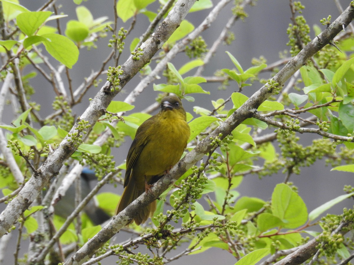 Olive-green Tanager - ML643153433